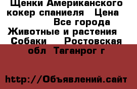 Щенки Американского кокер спаниеля › Цена ­ 15 000 - Все города Животные и растения » Собаки   . Ростовская обл.,Таганрог г.